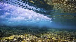 Fascinante barrière de corail