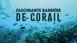 Fascinante barrière de corail