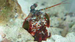 Fascinante barrière de corail