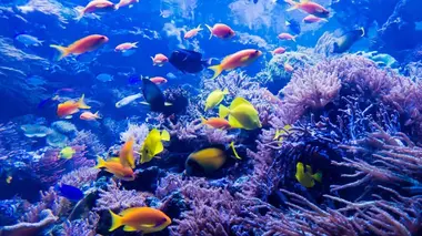 Fascinante barrière de corail