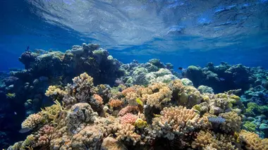 Fascinante barrière de corail