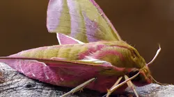 Fascinantes petites bêtes