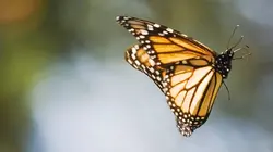 Fascinantes petites bêtes