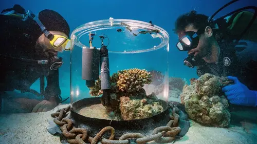 Fascinants coraux : merveilles de l'océan Indien