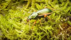 Visuel de Fascinants insectes