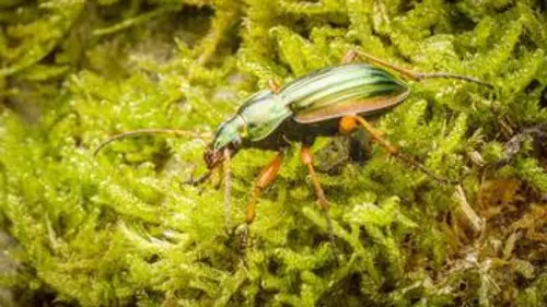 Fascinants insectes E01 Manger ou être mangé