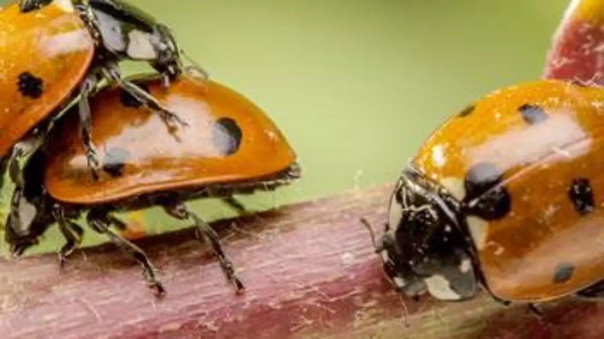 Fascinants insectes E02 Les coléoptères