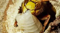 Visuel de Fascinants insectes