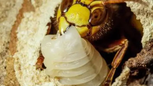 Fascinants insectes E03 Survivre à l'hiver