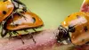 Fascinants insectes E02 Les coléoptères