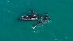 Faune d'Amérique Latine