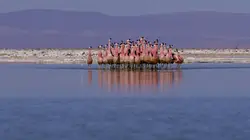 Faune d'Amérique Latine Le désert d'Atacama