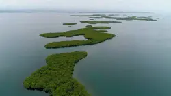 Faune d'Amérique Latine