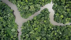 Faune d'Amérique Latine