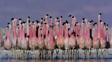 Faune d'Amérique Latine Le désert d'Atacama