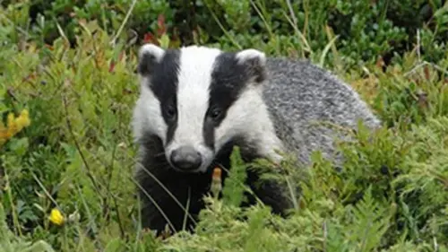 Faune d'Europe E01 Terrassier de la nuit : le blaireau