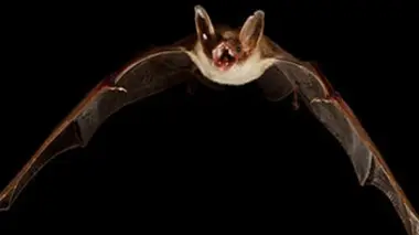 La vie à l'envers : les chauve-souris