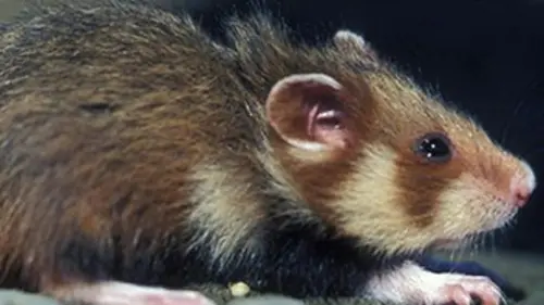 Faune d'Europe E04 Le dernier des grands hamsters
