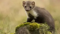 Visuel de Faune d'Europe