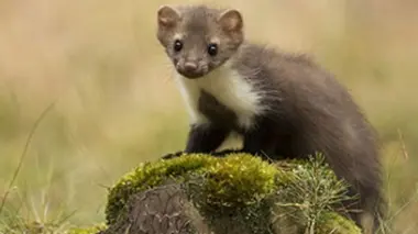 Ma voisine la fouine