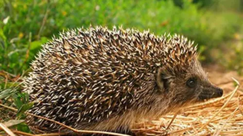 Faune d'Europe E07 Le hérisson, le guerrier des jardins