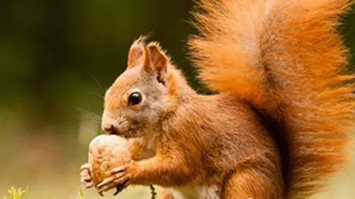 Faune d'Europe E08 L’écureuil, génie des arbres