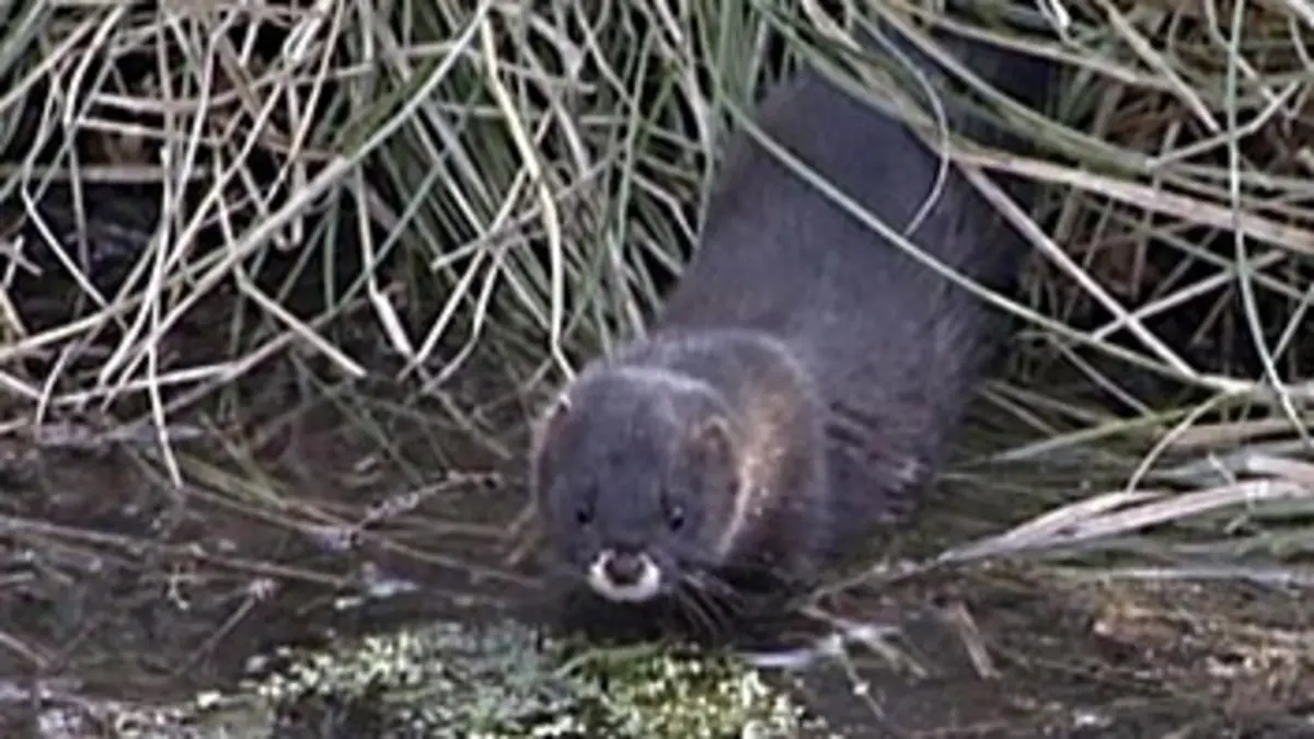 Faune d'Europe E02 Le vison, trésor des marais