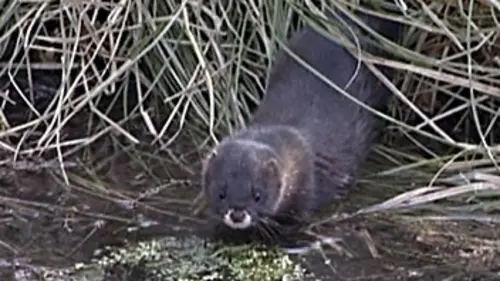 Faune d'Europe E02 Le vison, trésor des marais