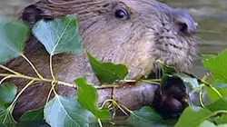 Visuel de Faune d'Europe