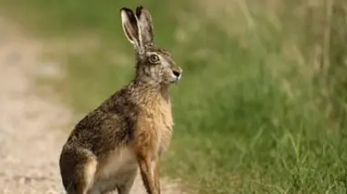 Le lièvre, coureur de nature