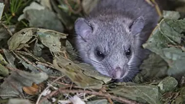 Le loir, escapade nocturne