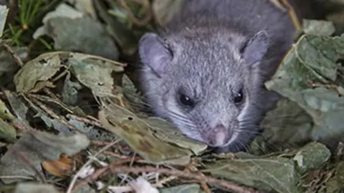 Faune d'Europe E03 Le loir, escapade nocturne