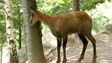 L'isard, au rythme des Pyrénées