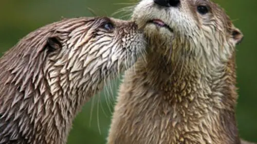 Faune d'Europe E03 La loutre, douce et salée