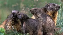Visuel de Faune d'Europe