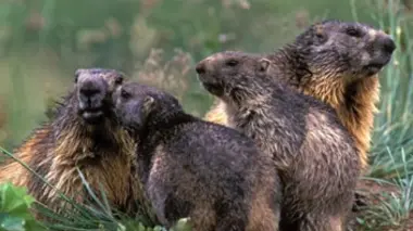 La marmotte, sentinelle des montagnes