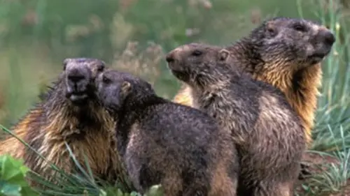Faune d'Europe E01 La marmotte, sentinelle des montagnes
