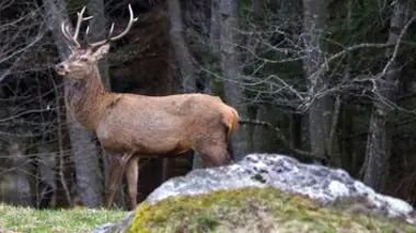 Le cerf, seigneur des forêts