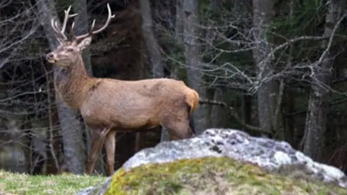Faune d'Europe Le cerf, seigneur des forêts