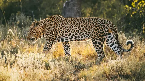 Faune sauvage : une renaissance