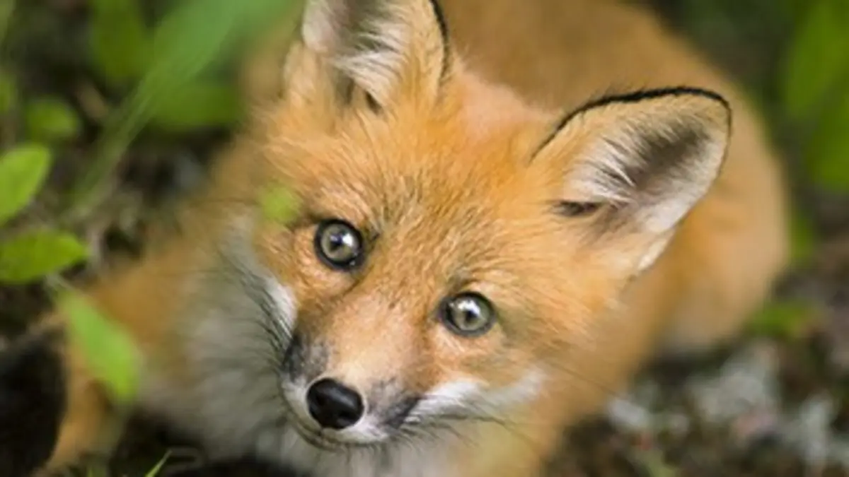 Faune urbaine en danger E06 Un renard dans l'écurie