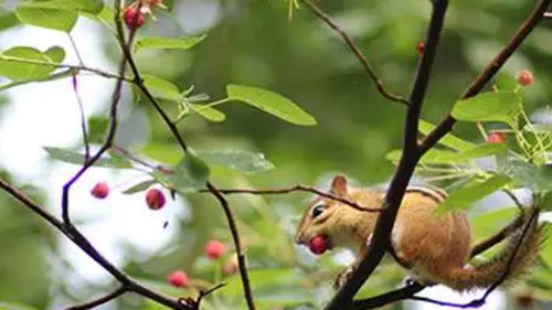 Faune urbaine en danger E01 Intrusion haut perchée