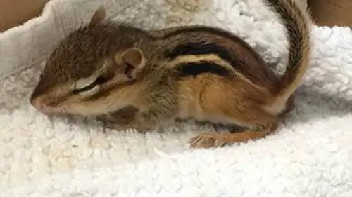 Faune urbaine en danger E04 Orphelins en danger