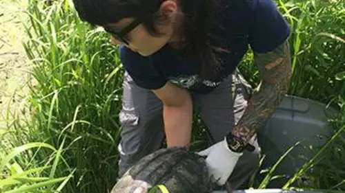 Faune urbaine en danger E05 L'été de tous les dangers