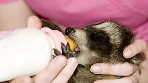 Faune urbaine en danger E07 Raton-laveur en détresse