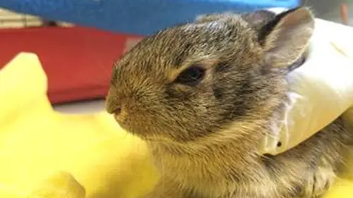 Faune urbaine en danger E09 Faune sauvage fragile