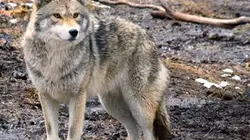Sur Animaux à 21h25 : Faune urbaine en danger