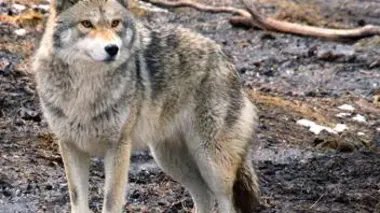 Faune urbaine en danger E10 Le coyote et les jaseurs d'Amérique