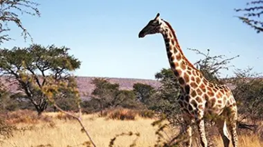 Faut pas rêver Namibie, la force du désert