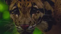 Félins des forêts de Thaïlande